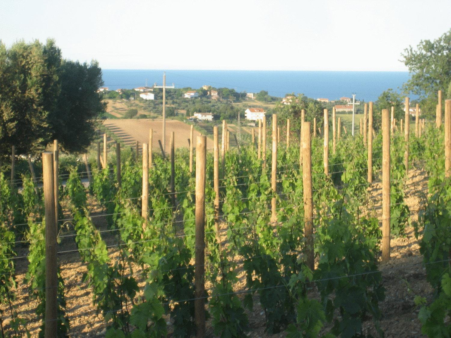 L'Orso E L'Ape B&B Giulianova Buitenkant foto